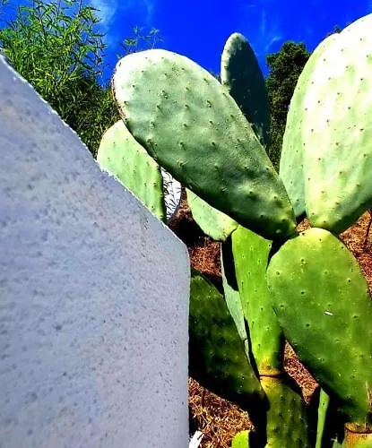 Bed & Breakfast Casa L'ulivariu 3*